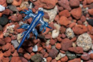Blauer Drachen