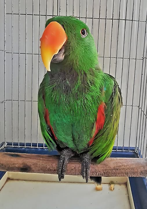 Edelpapagei
