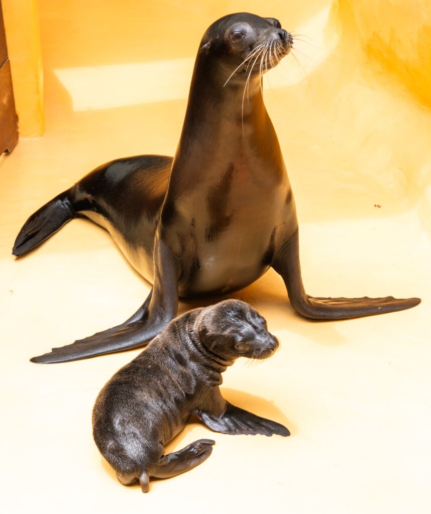 Loro Parque