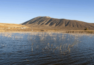 Oasis Wildlife