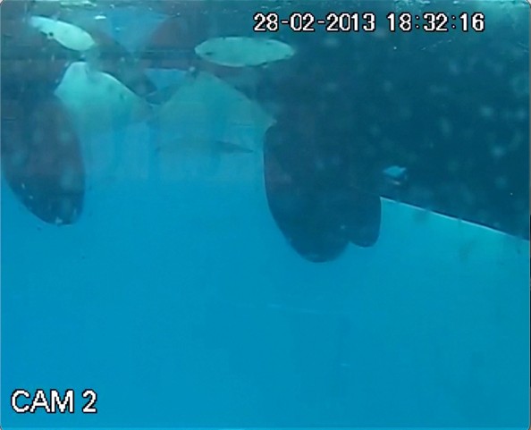 Orca Kuss