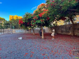 Parque