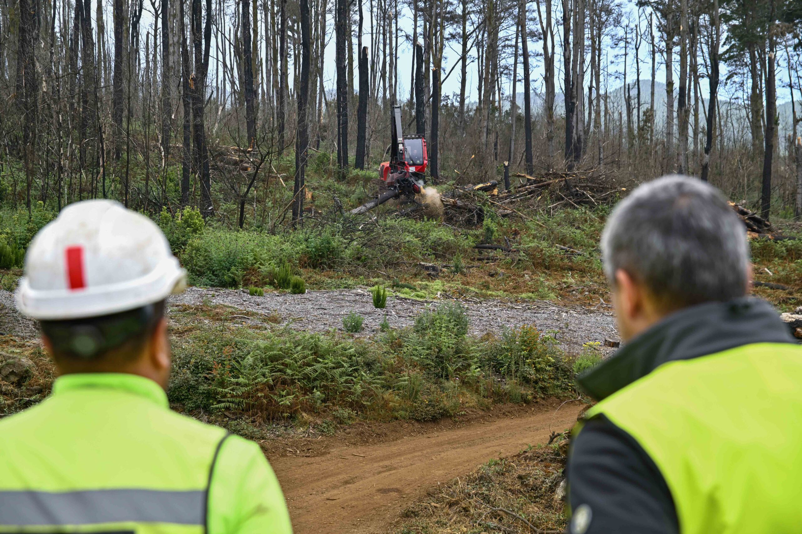 Teneriffa-Nordost, Santa Cruz: Erholung des Waldbrandgebietes 1 Erholung scaled