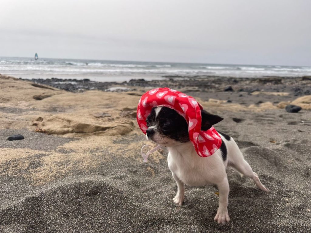 Hundestraende