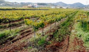 Weinfest