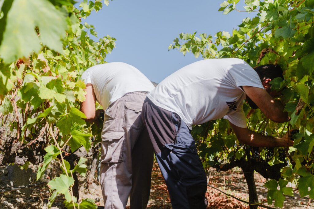 Weinlese