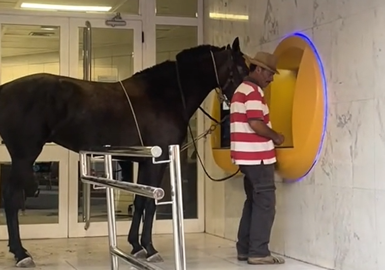Pferd