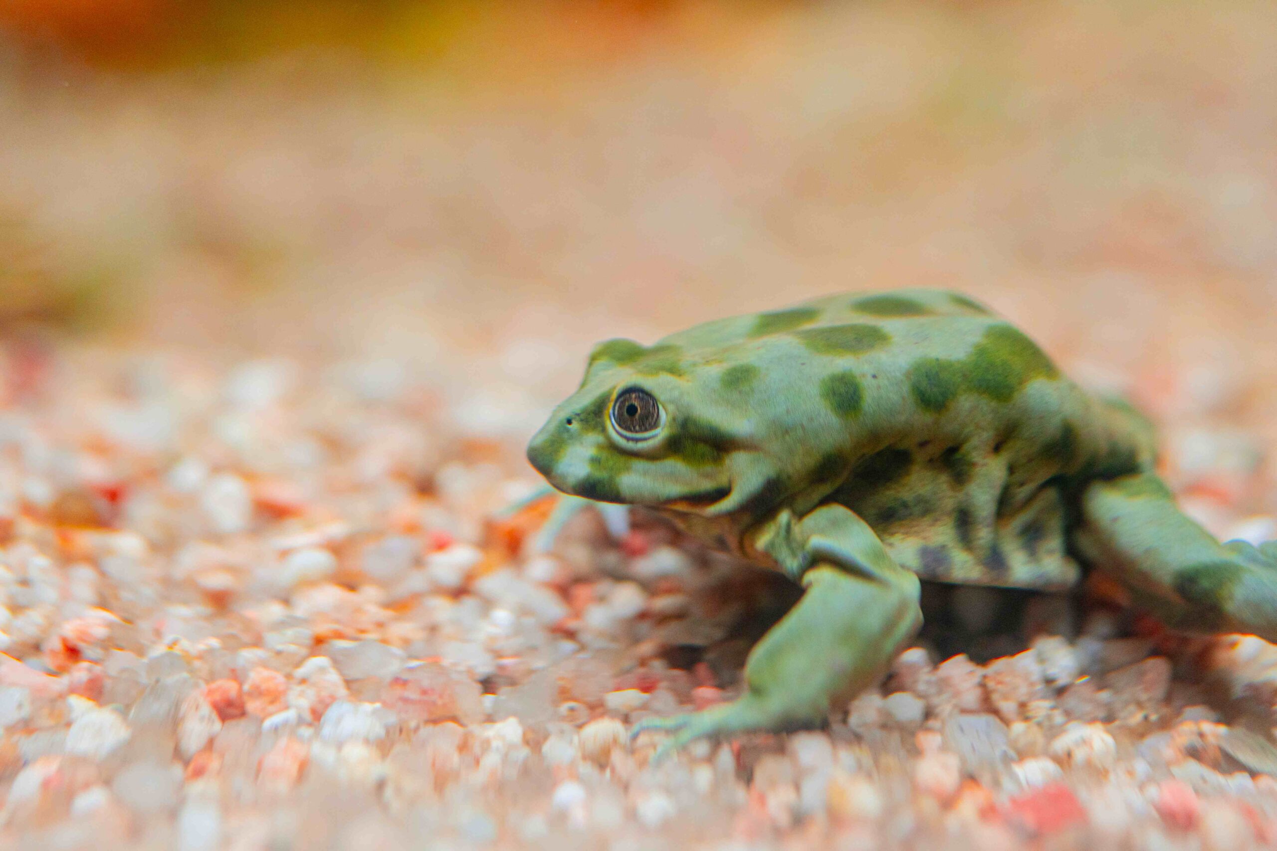 tici taca Froesche scaled