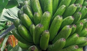 Bananenbauern