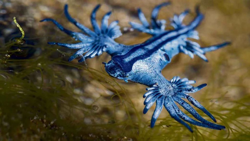 Blaue Drachen