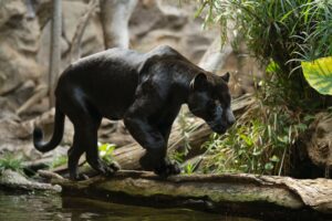 Teneriffa-Nord, Puerto de la Cruz: Schwarzer Jaguar im Loro Parque eingezogen 14 Schwarzer