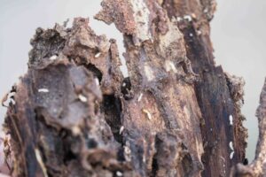 Teneriffa-Nord, Tacoronte: Anti-Termiten-Treffen in Tacoronte 11 Anti