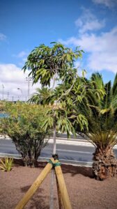 Gran Canaria-Ost, Telde: Gartenpflege in Telde 5 Gartenpflege