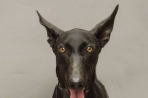 Helfen durch Kalenderkauf