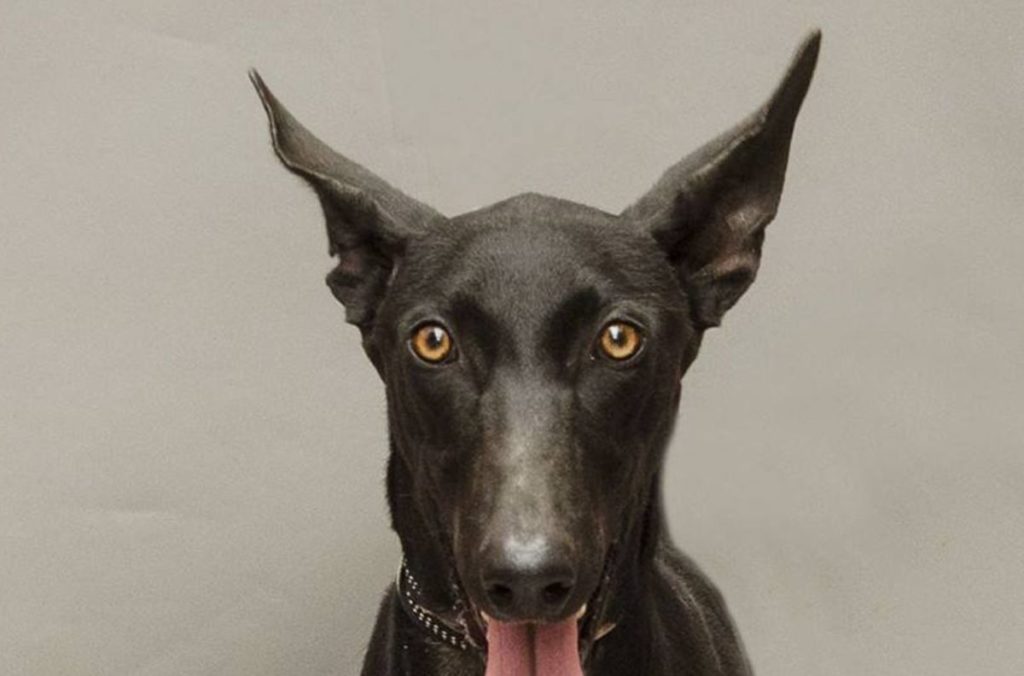 Helfen durch Kalenderkauf