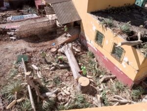 Teneriffa-Nord, La Laguna: Streit um gefällten Drago 10 Streit Foto