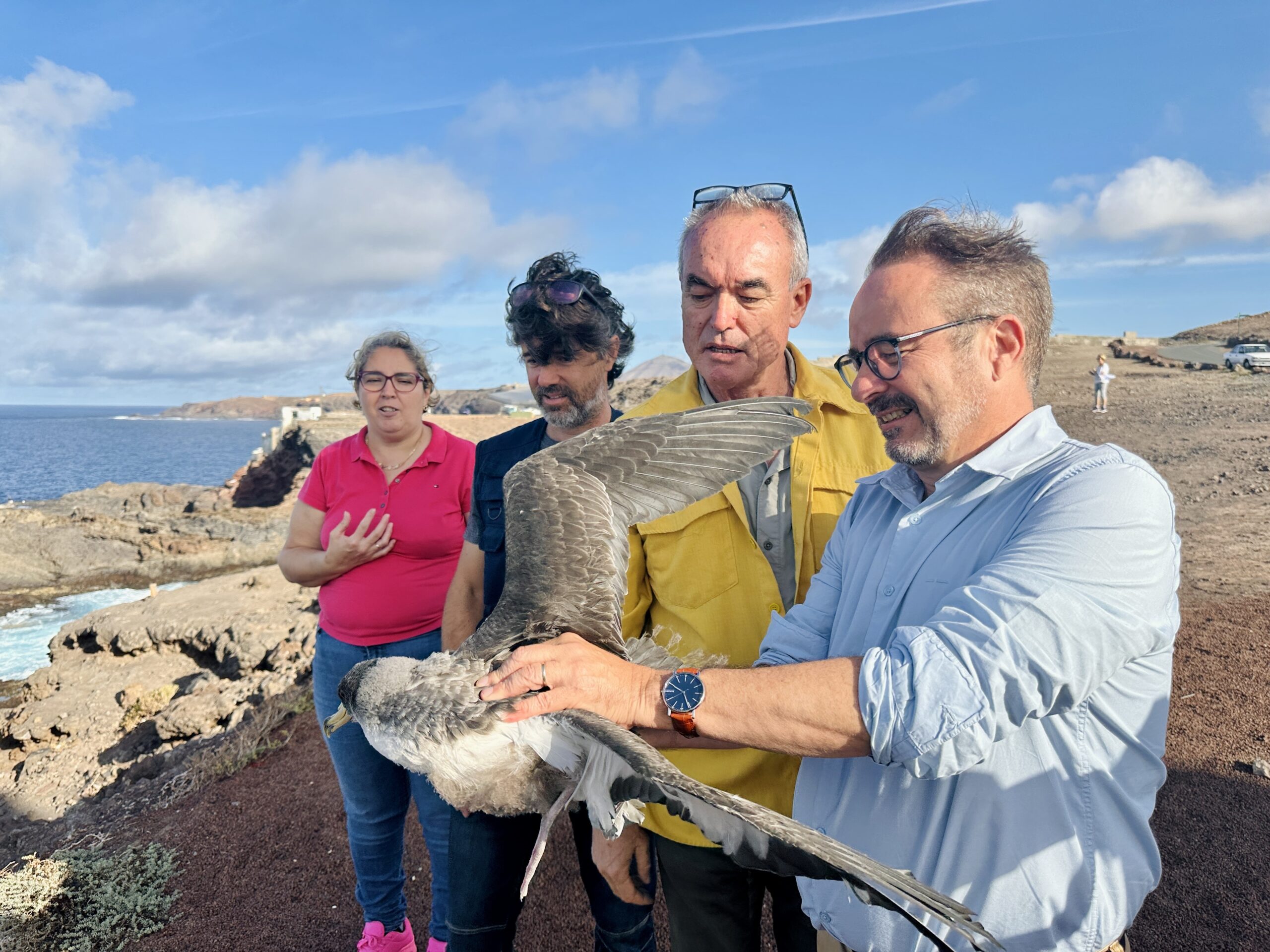 Gran Canaria-Nord, Gáldar: Sturmtaucher an der Küste freigelassen 1 Sturmtaucher scaled