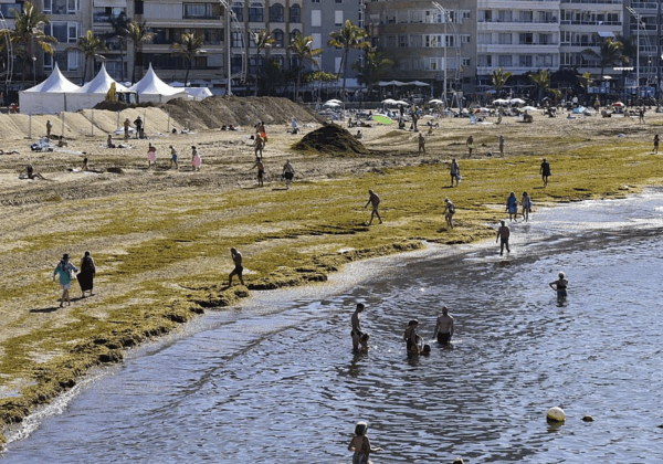 Gran Canaria-Nord, Las Palmas: Algenschwemme am Las Canteras-Strand 4 Algenschwemme