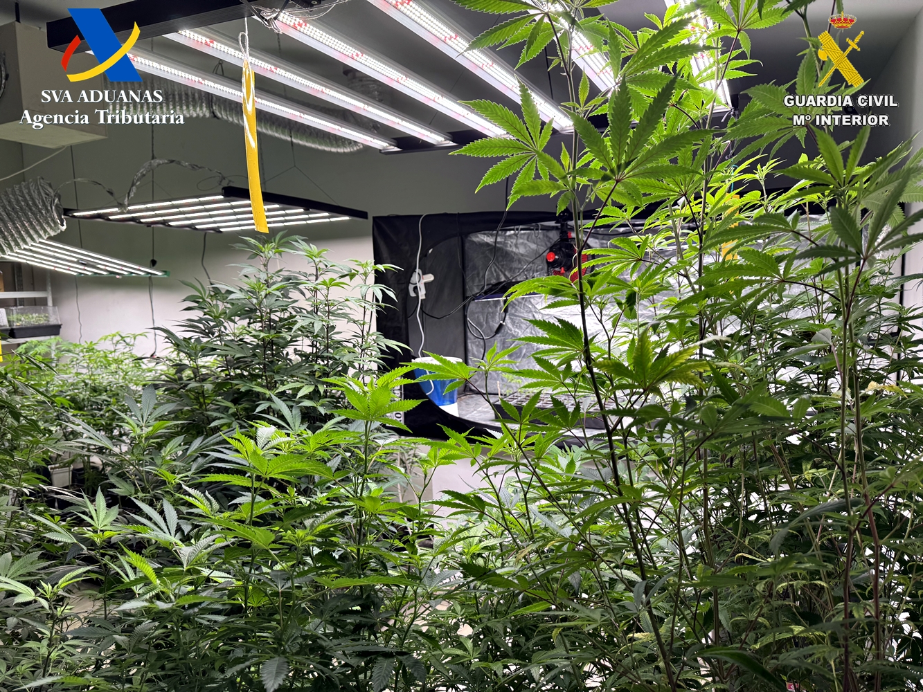 Teneriffa-Süd, Adeje: Cannabis-Clan ausgehoben 1 Cannabis