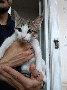 Teneriffa-Nord, Puerto de la Cruz: Dringend Zuhause für einen Kater gesucht 72 Dringend
