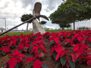 Gran Canaria-Nord, Las Palmas: Las Palmas präsentiert sich in blühender Weihnachtspracht 4 Las Palmas