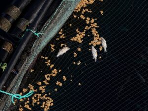 Gran Canaria-Ost, Telde: Telde klagt über noch mehr tote Fische 6 Telde