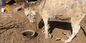 Gran Canaria-Ost, Vecindario: Tierquäler festgenommen – 30 Tiere in kritischem Zustand 3 Tierquaeler