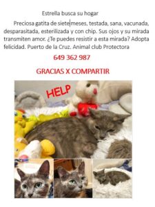 Teneriffa-Nord, Los Realejos: Zuhause für Kätzchen gesucht 14 Zuhause