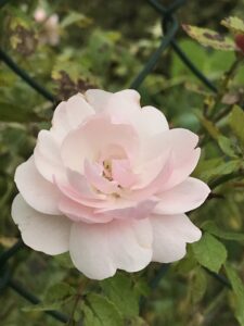 7F4EFAC2 F731 49A6 9B76 AFF6CE958A65