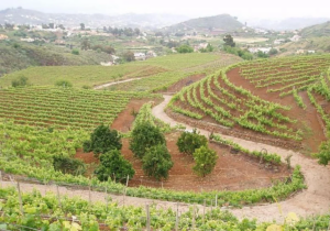 Gran Canaria, Las Palmas: Regensegen auf Gran Canaria 5 Regensegen