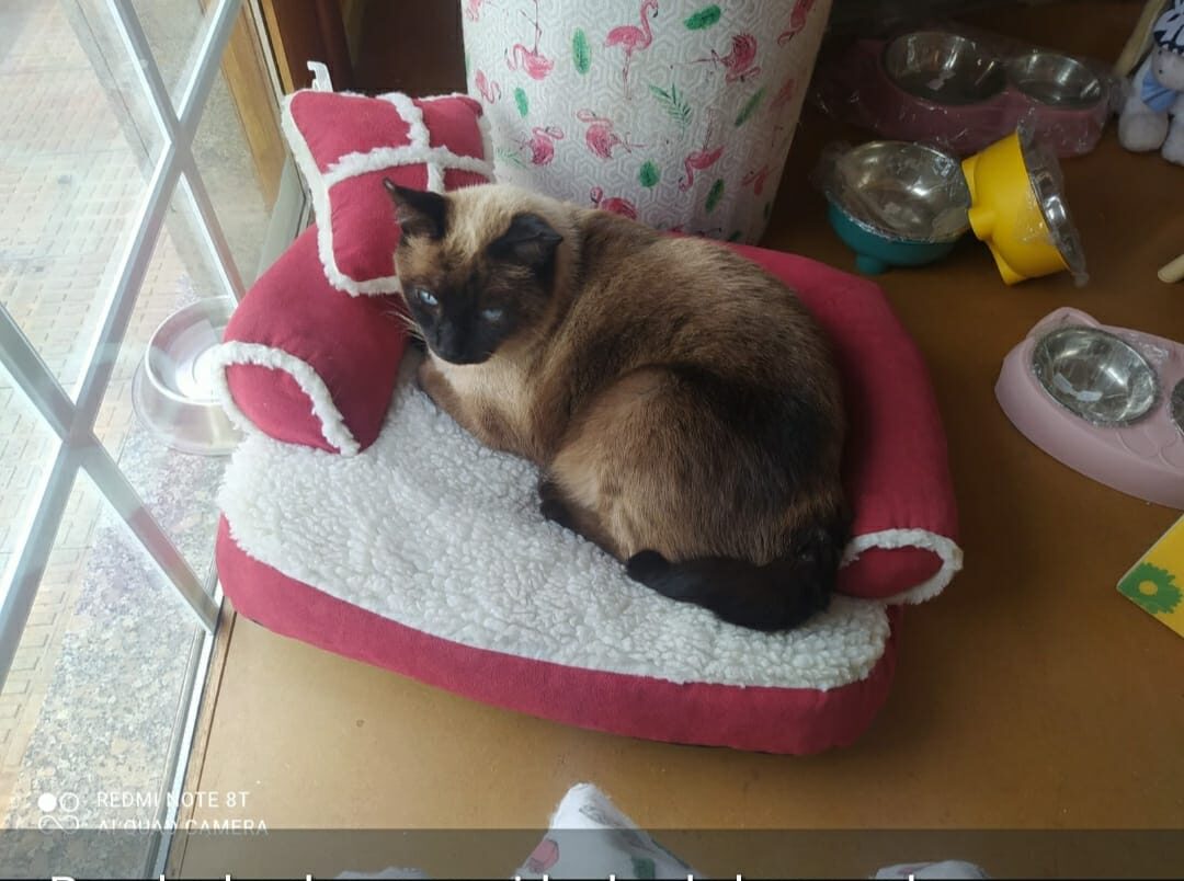 Siam kater e1767347534646