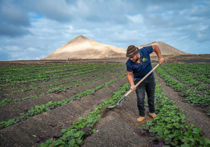 Lanzarote, Arrecife: Weniger Sozialversicherte auf Lanzarote 5 Weniger 1