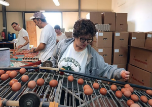Fuerteventura, Antigua Grünes Licht für Geflügelhof 16 gruenes