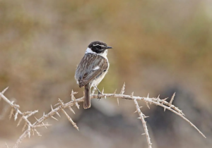 Fuerteventura, Puerto del Rosario: Weniger Steinschmätzer in der Luft 21 weniger