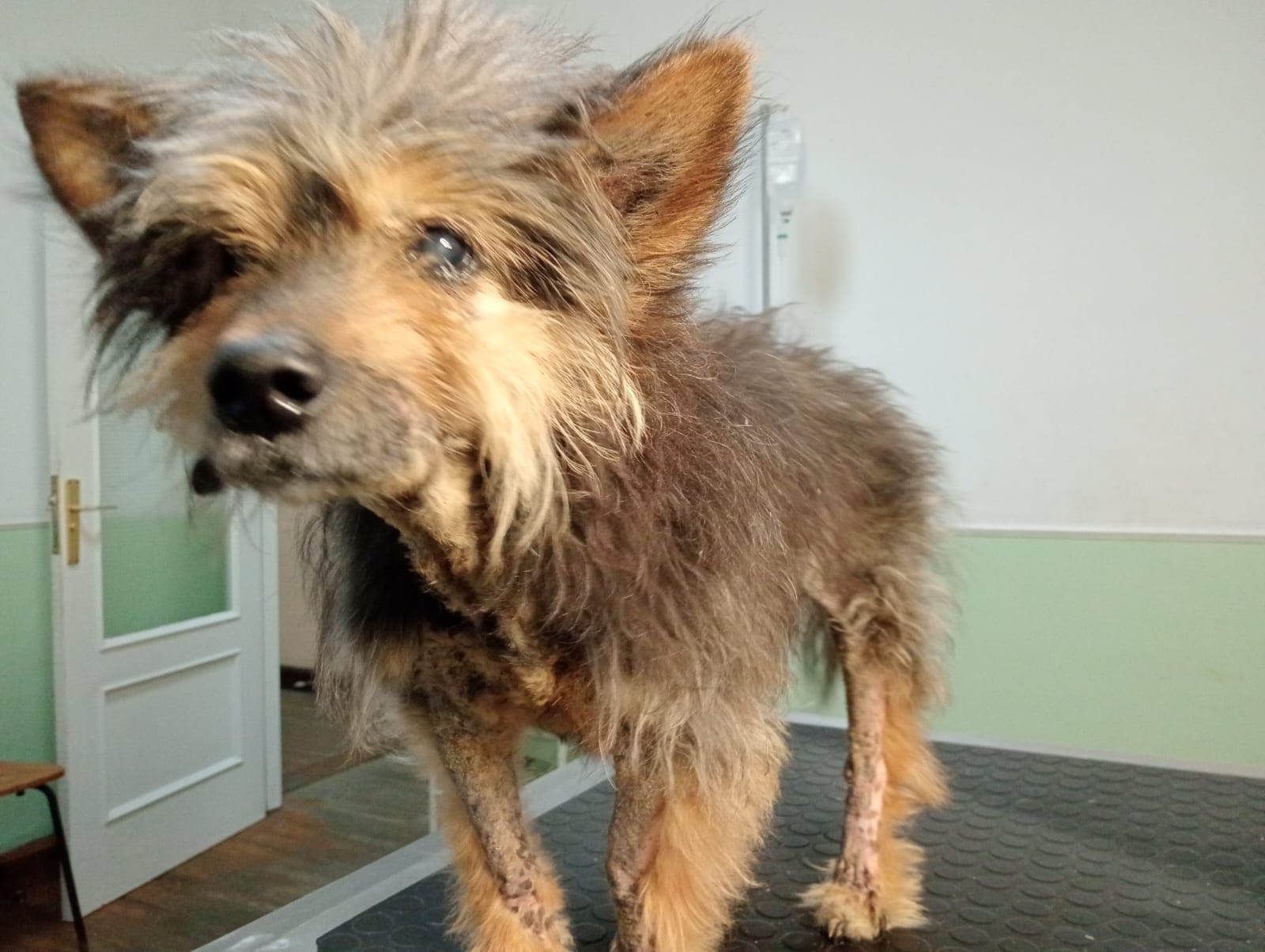 Teneriffa-Nord, Los Realejos: Dringend Pflegestätte für Tom gesucht 1 Dringend