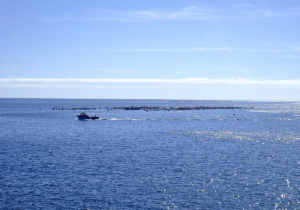 Gran Canaria-Ost, Telde: Fischzucht-Farm erwägt Rückzug 28 Fischzucht