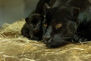 Teneriffa-Nord, Puerto de la Cruz: Jaguar-Nachwuchs im Loro Parque 13 Jaguar