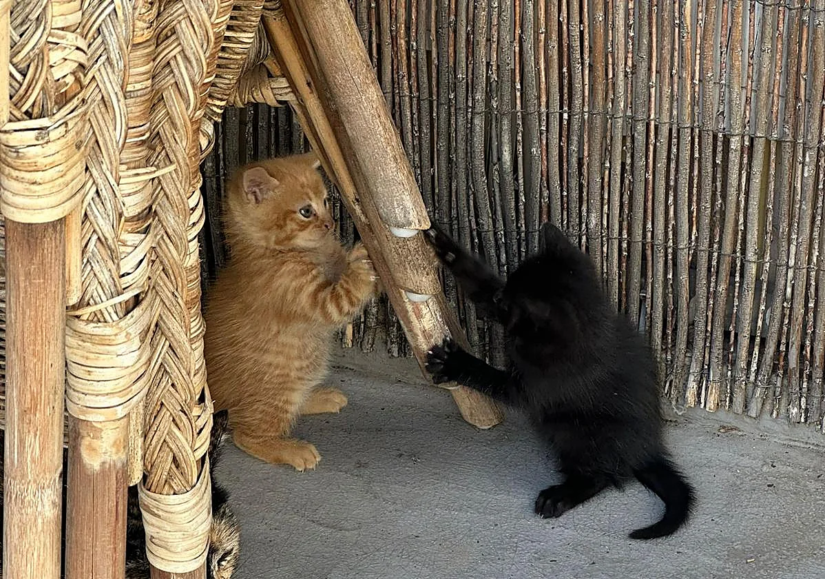 Gran Canaria-Süd, Maspalomas: Katzenmorde werden untersucht 1 Katzentoetungen
