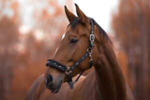 Gran Canaria-Nord, Las Palmas: Pferdetrainer wegen Misshandlung festgenommen 7 Pferdetrainer