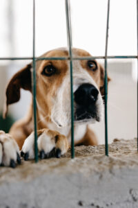 Teneriffa-Nord, El Sauzal: Zusage zur Rettung des Tierheims in Ravelo 11 Zusage