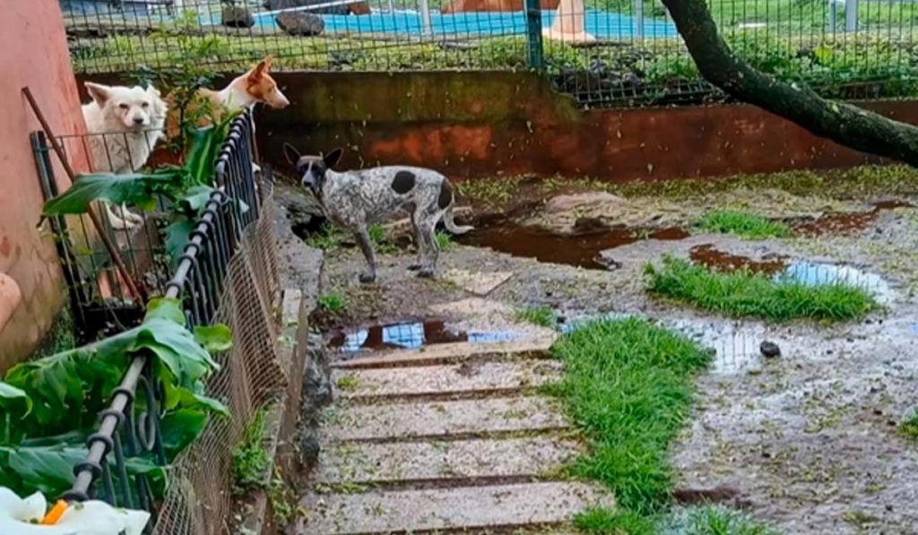 Teneriffa-Nord, El Sauzal: Hilferuf aus dem Tierheim in Ravelo 99 Hilferuf