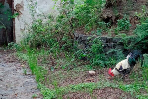 Teneriffa-Nord, Tacoronte: Hühner spalten Bürger von Tacoronte 13 Huehner