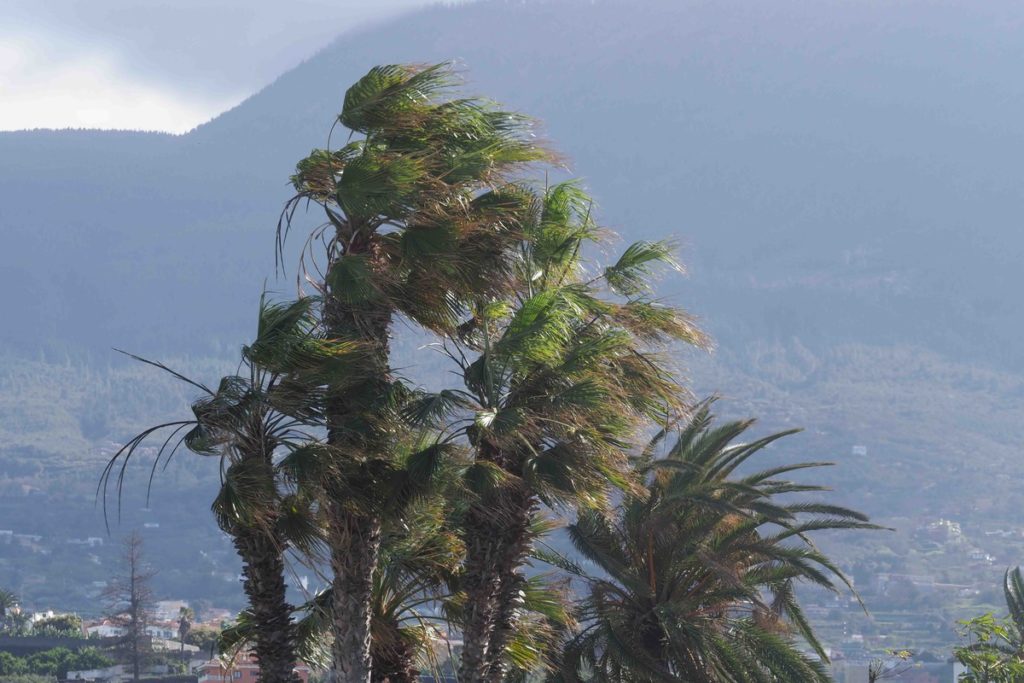 RS729731 sm Borrasca THERESE 15 scr 1024x683 1