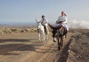 Lanzarote, San Bartolomé: San Bartolomé unterstützt Esel-Besitzer 18 San Bartolome