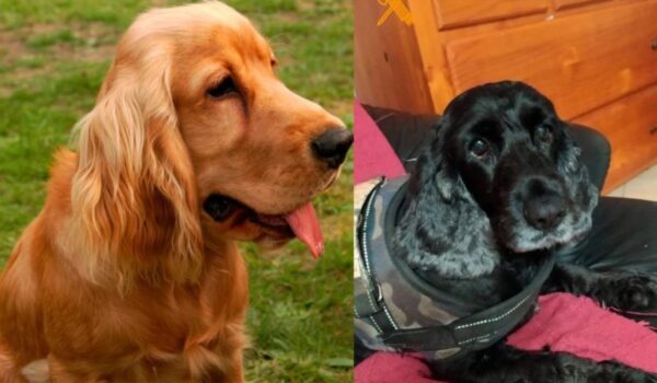 Gran Canaria-Nord, Teror: Tierarzt wegen illegaler Euthanasie im Verdacht 4 Tierarzt