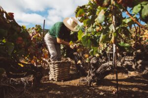 Weinanbau