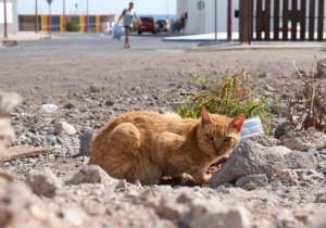 Gran Canaria-Nord, Las Palmas: Registrierung wilder Katzenkolonien 5 registrierung