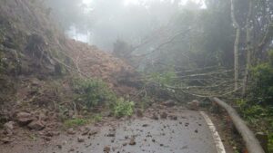 Teneriffa-Nord, La Laguna: Baum in Anaga auf die Straße gestürzt 7 Baum