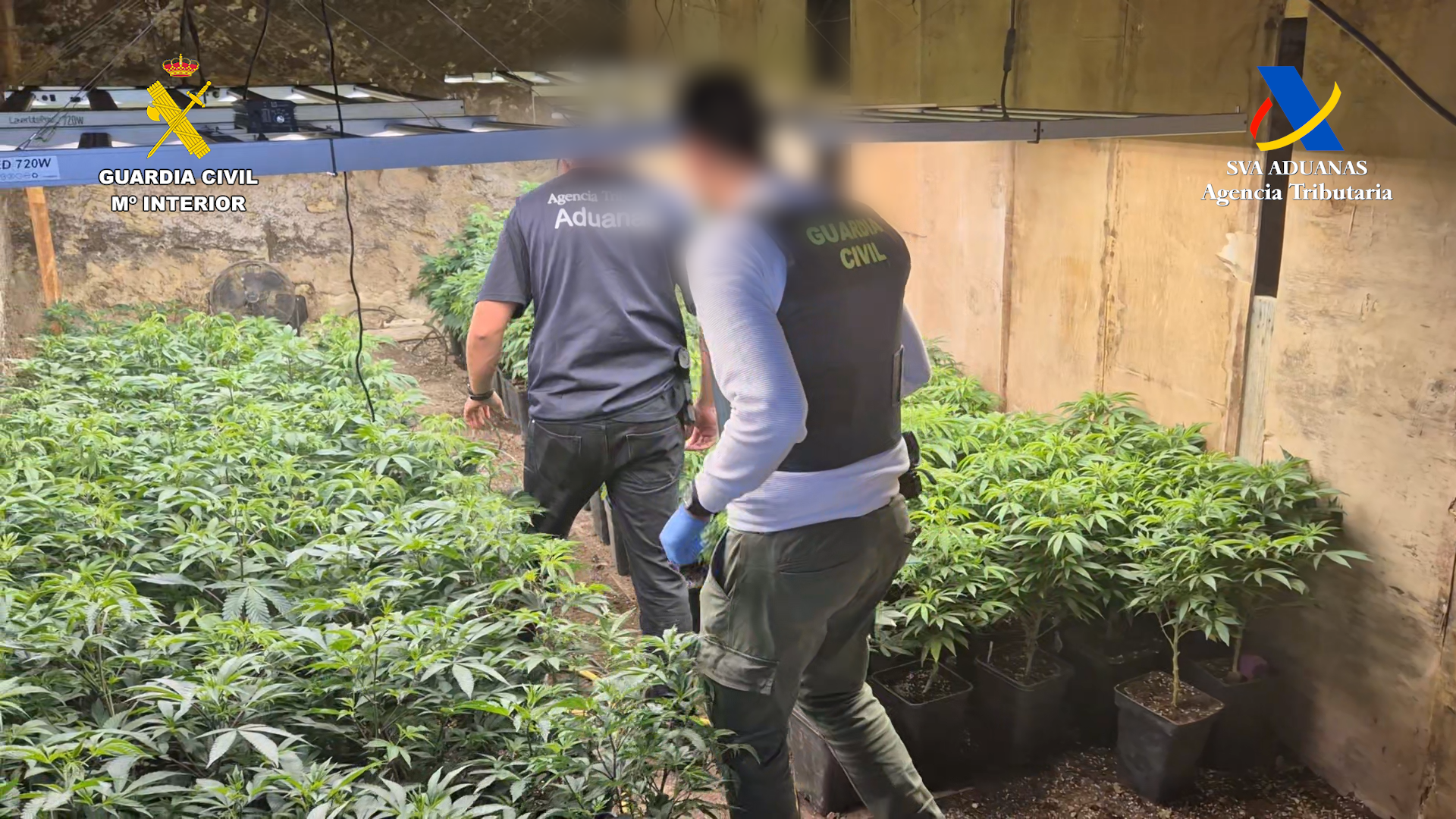 Teneriffa-Nordost, Santa Cruz: Cannabis-Plantage ausgehoben 1 Cannabis