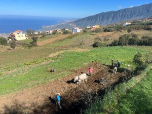Gran Canaria-Ost, Telde: Landwirte können Hilfen beantragen 7 Landwirte